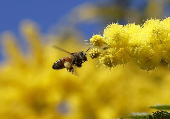 NiedersachsenSechs Bienenvölker verbrannt: 180.000 Tiere tot   Polizei sucht Täter